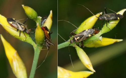 Closterotomus ventralis